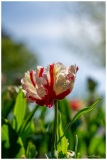 Laurent_fete-de-la-tulipe-a-Morges-4