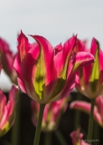 Stephane-Constantin_tulipes-Morges-1