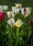 Stephane-Constantin_tulipes-Morges-3