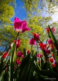 Stephane-Constantin_tulipes-Morges-4