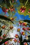 Stephane-Constantin_tulipes-Morges-5