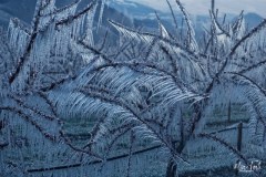 Froid-MT-3