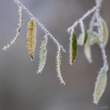 Gav-Froid-1