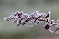 Gav-Froid-2
