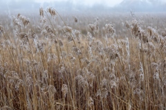 Gav-Froid-5