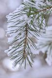 SC-Le-froid-3