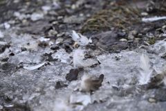 SC-Le-froid-4