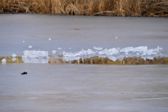 SC-le-froid-5