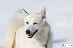 Marc-Torti-col-des-Mosses-2