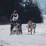 Course de chiens de traineau