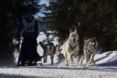 Course de chiens de traineau