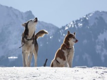 Course de chiens de traineau