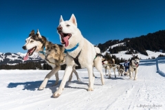 Tintin-col-des-Mosses-2