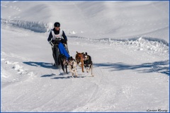 chiens-de-traineaux-Les-Mosses-2-Laurent