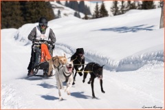 chiens-de-traineaux-Les-Mosses-3-Laurent