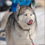 chiens-de-traineaux-Les-Mosses-Laurent