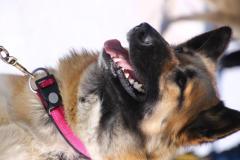 lysiane-C-ol-des-Mosses1