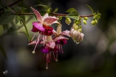 BD-Fleur-1