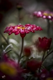 BD-Fleur-2