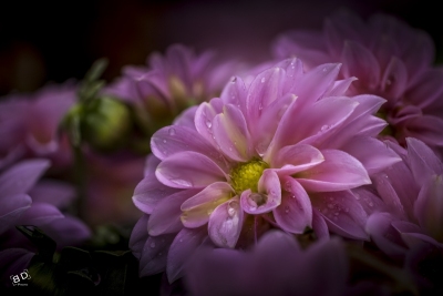 Sortie macro - jardinerie Constantin