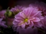 Sortie macro - jardinerie Constantin