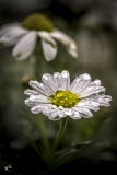 BD-Fleur-4