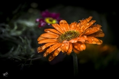BD-Fleur-5