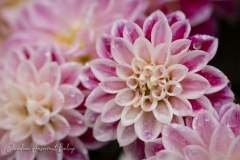 Claudine_C5A5882