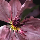 Erwin_macro-Jardinerie-Constantin-1
