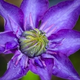 Erwin_macro-Jardinerie-Constantin-2