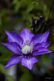 Erwin_macro-Jardinerie-Constantin-3