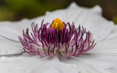 Erwin_macro-Jardinerie-Constantin-4