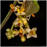 Laurent_Fleur-dolivier
