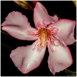 Laurent_Laurier-rose