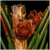 Laurent_inflorescence-male-depicea