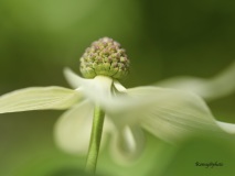 Romaine_macro-jardinerie-Constantin-2