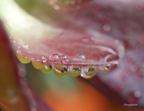 Romaine_macro-jardinerie-Constantin-3