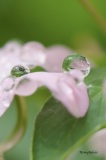 Romaine_macro-jardinerie-Constantin-4