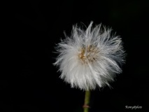 Romaine_macro-jardinerie-Constantin-5