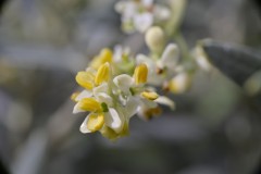 SC-jardinerie-1