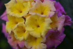 SC-jardinerie-2