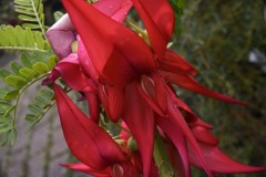 SC-jardinerie-3