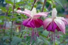 SC-jardinerie-4