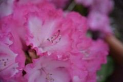 SC-jardinerie-5