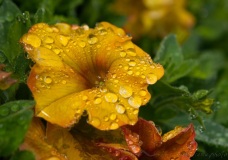 SEMA_Jardinerie_Constantin_1