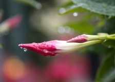 SEMA_Jardinerie_Constantin_2