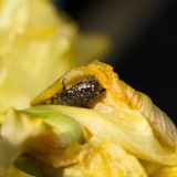 SEMA_Jardinerie_Constantin_4