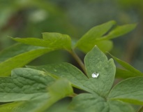 SEMA_Jardinerie_Constantin_5