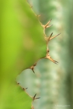 Tintin_macro-jardinerie-Constantin-1