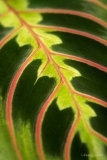 Tintin_macro-jardinerie-Constantin-2